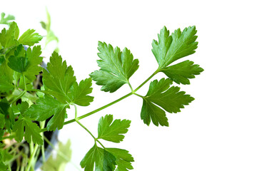 Leaves of fresh parsley growing in a pot against a white background. Close-up.