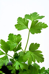 Fresh coriander leaves of a young plant in a pot against a white background. Close-up.