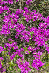 Obraz premium tree, plant, leaf and flower in spring in Brumadinho city, Minas Gerais State, Brazil