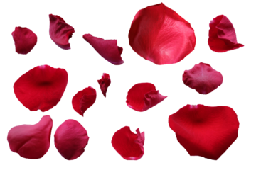 red rose petals