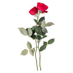 Obraz premium Rose flower stems isolated on transparent background