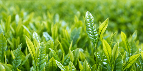 お茶の葉のクローズアップ　コピースペース　Close up view of green tea leaves in tea farm