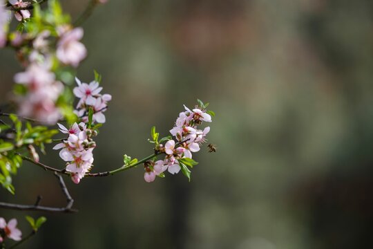 Closeup of several light pink Cherry Blossom flowers