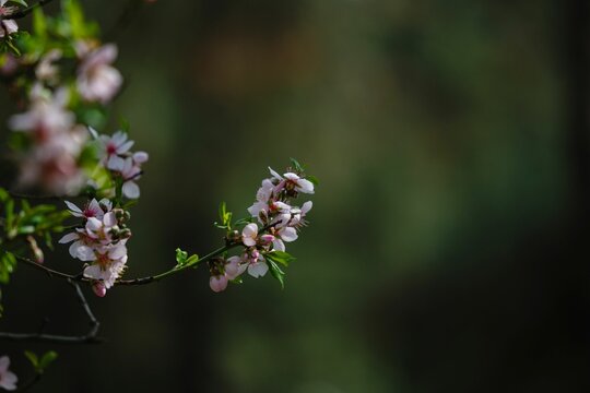 Closeup of several light pink Cherry Blossom flowers