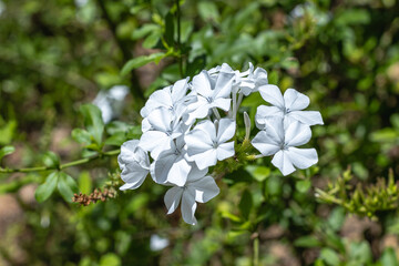 tree, plant, leaf and flower in spring in Brumadinho city, Minas Gerais State, Brazil