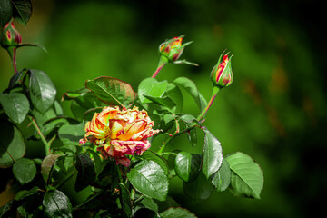The last roses of late autumn , their petals a brilliant hue against the backdrop of the fading...
