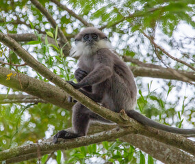 Purple faced leaf eating monkey in a tree