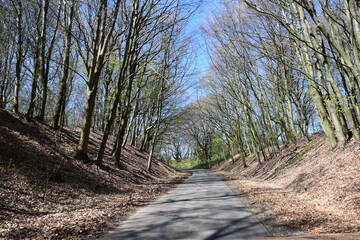 Small countryroad going through the forest