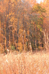 Colorful Autumn Afternoon in October