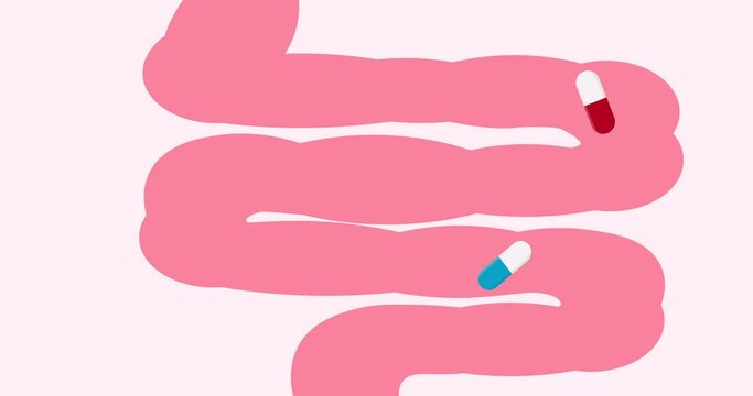 Human's intestines view with red and blue pills within. The antibiotics and probiotics impact on the microbiome of organism. Animation. Top view