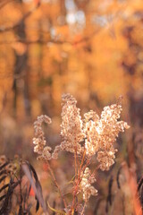 Fototapeta premium Colorful Autumn Afternoon in October