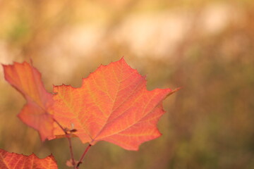 Obraz premium Colorful Autumn Afternoon in October