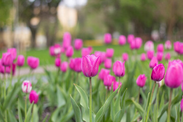 Fototapeta premium Beautiful tulips in a flower bed close-up