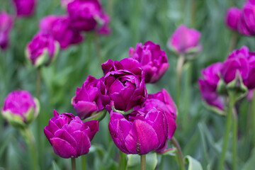 Beautiful tulips in a flower bed close-up