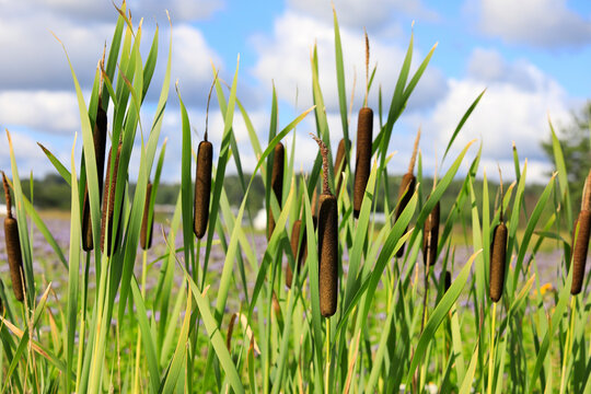 Typha latifolia, also called Bulrush or Common Cattail growing in a trench. Typha fiber has a potential to be novel, sustainable textile fiber.