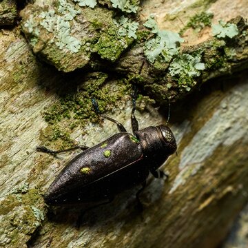 Closeup shot of a chrysobothris perched on the stone