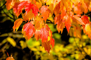 Autumn background-red leaves in the city Park
