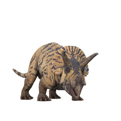 Fototapeta premium Triceratops dinosaur from view with mouth open. 3D illustration isolated on transparent background.