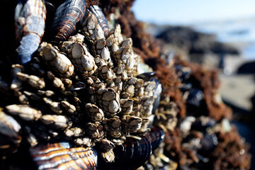 Mussels Growing to a rock on the beach