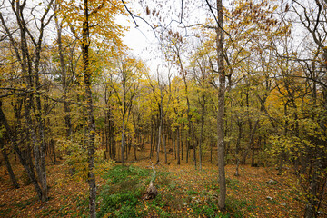 Middle of the autumn forest with colorful leaves.