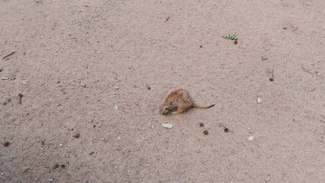 Meerkat looking for food slow motion in sand
