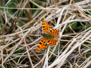 Comma Butterfly Resting Wings Open