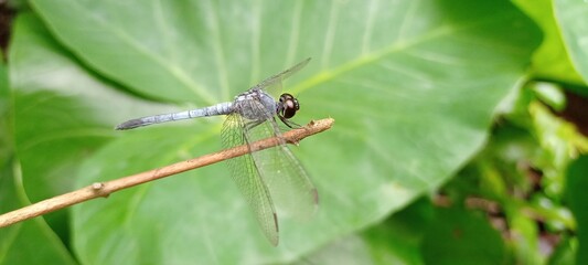 dragonfly resting on a leaf