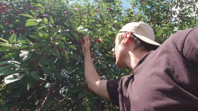 A happy man is picking berries slow motion sunny day