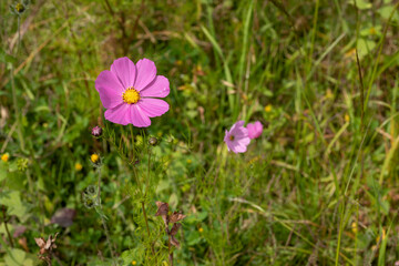 A pink Mirasol flower or cosmos bipinnatus in the field