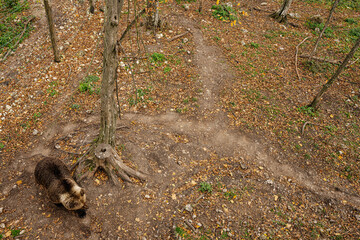 View from above of brown bear in forest at autumn.