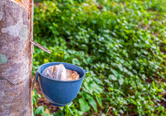 Rubber tree and bowl filled with latex in a rubber plantation