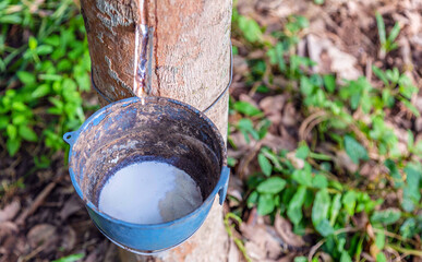 Rubber tree and bowl filled with latex in a rubber plantation