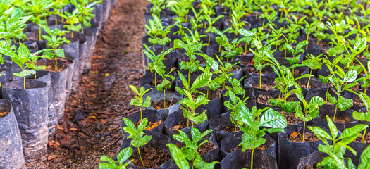 Seedlings of small coffee trees in the nursery to prepare for planting