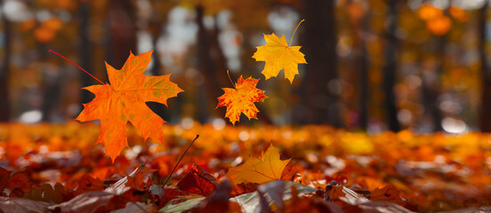 Flying fall maple leaves on autumn background. Falling leaves for black friday sale and halloween price drop or seasonal banner with autumn foliage.