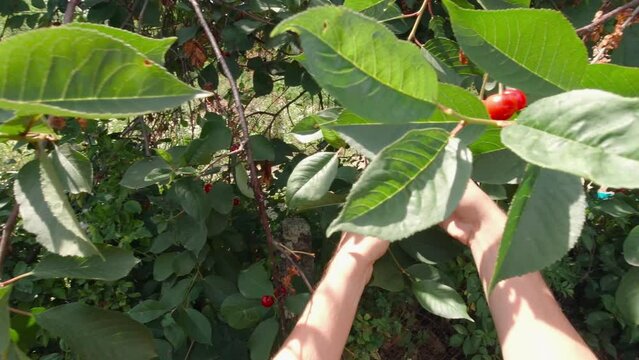Hands pick red berries slow motion point of view