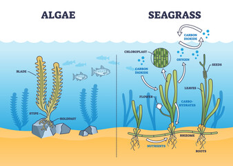 Algae and seagrass biological structure and dioxide exchange process outline diagram. Labeled educational scheme with aquatic plant botanical chloroplast and carbohydrates function vector illustration