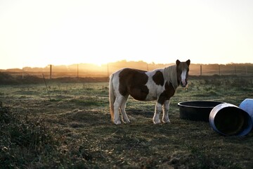 Beautiful shot of horses and ponies grazing on a rural field at sunset