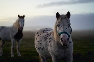 Beautiful shot of horses and ponies grazing on a rural field at sunset