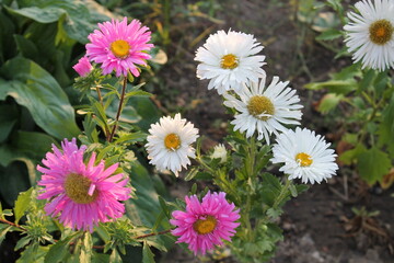 asters pink flowers, asters pink, autumn flowers, asters close-up, Beautiful pink purple aster flowers in garden meadow. A macro shot of a group of bellis blooms. Botanical Garden © Oksana