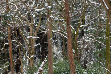 Beautiful winter landscape. The snowy forest. Coniferous and deciduous trees.