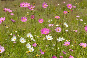 Obraz na płótnie Canvas A green field full of multicolored Mirasol cosmos bipinnatus flowers