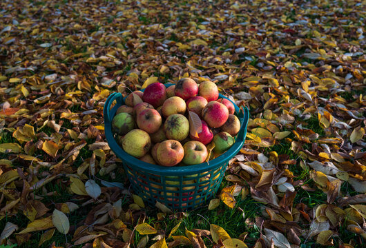 A green basket of Belle de Boskoop apples surrounded by cherry tree leaves