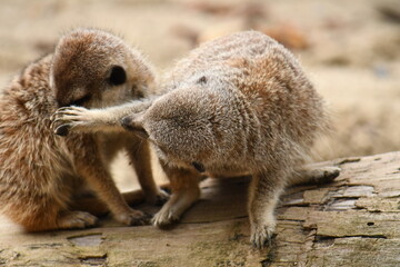 Le coup de patte du suricate