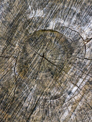 Fototapeta premium rough old Wood Grain abstract texture and background