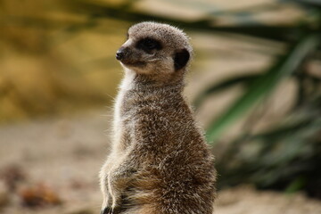 Suricate debout