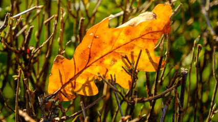 Dry oak leaf in the forest on tree branches against the sun