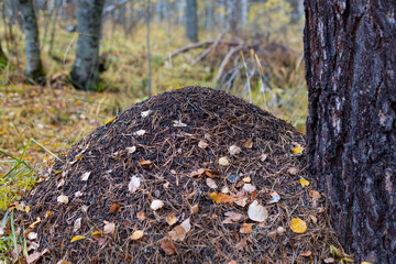 a large anthill in the autumn forest, rainy autumn weather
