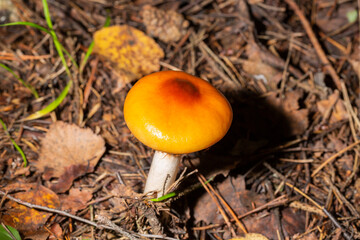 Amanita fulva, commonly called the tawny grisette, toxic