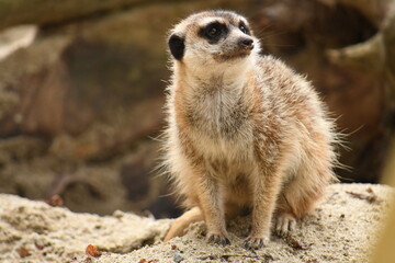 Suricate en gros plan