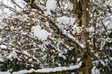 Beautiful winter landscape. The snowy forest. Coniferous and deciduous trees.